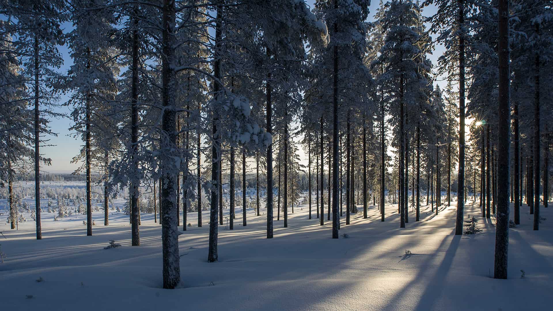 suomalainen metsä tuottaa vastuullista rakennusmateriaalia ekologisen rakentamisen toteuttamiseen